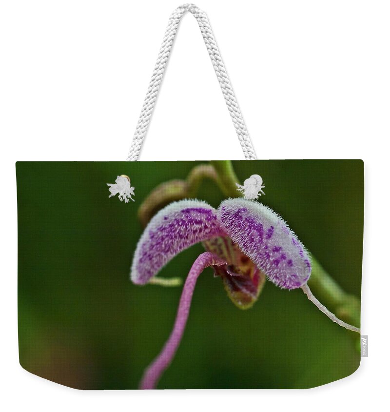 Orchid Weekender Tote Bag featuring the photograph Orchid Bloom - Scaphosepalum lima by Heiko Koehrer-Wagner