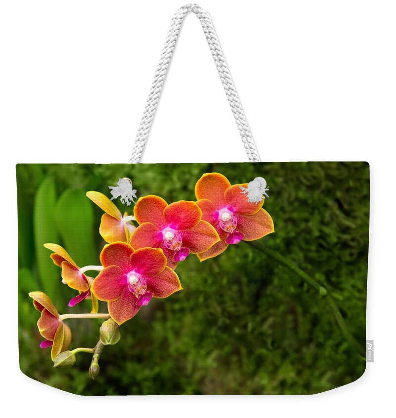 Phalaenopsis Weekender Tote Bag featuring the photograph Orchid - Phalaenopsis - Tying Shin Cupid by Mike Savad