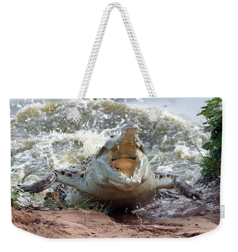 Orinoco Crocodile Weekender Tote Bag featuring the photograph Orinoco Crocodile Protecting Nest by M. Watson