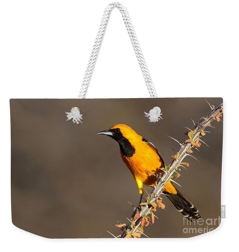 Oriole Weekender Tote Bag featuring the photograph Oriole on ocotillo by Bryan Keil