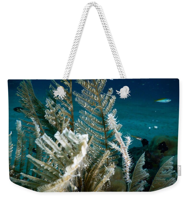 Aquatic Weekender Tote Bag featuring the photograph Ornate Ghost Pipefish by Carleton Ray
