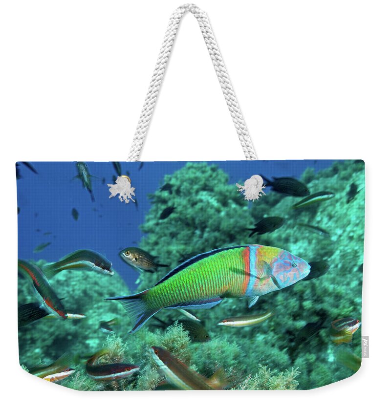 Underwater Weekender Tote Bag featuring the photograph Ornate Wrasse by Gerard Soury