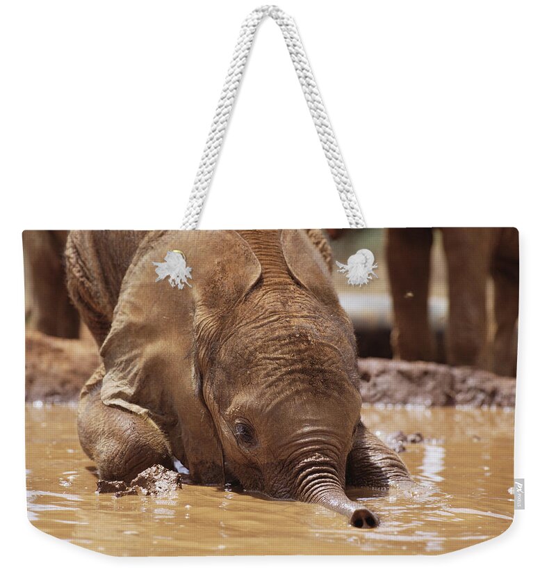 Feb0514 Weekender Tote Bag featuring the photograph Orphan Isholta Playing In Mud Bath by Gerry Ellis