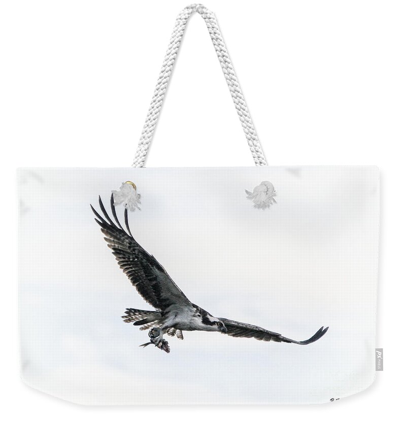 Osprey Weekender Tote Bag featuring the photograph Osprey in flight by Barbara Bowen