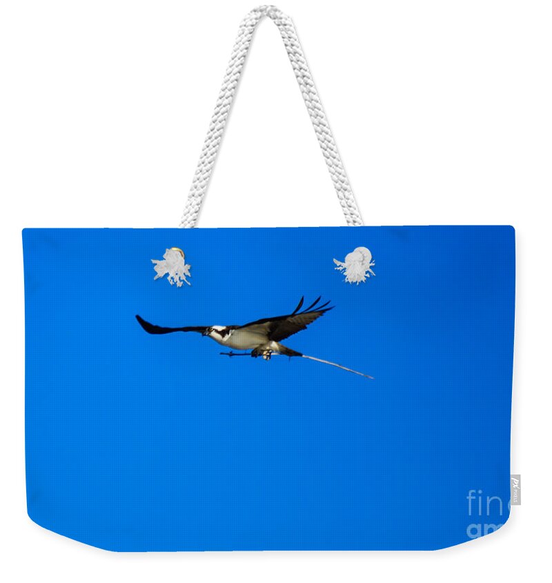 Birds Weekender Tote Bag featuring the photograph Osprey Nest Building by Robert Bales