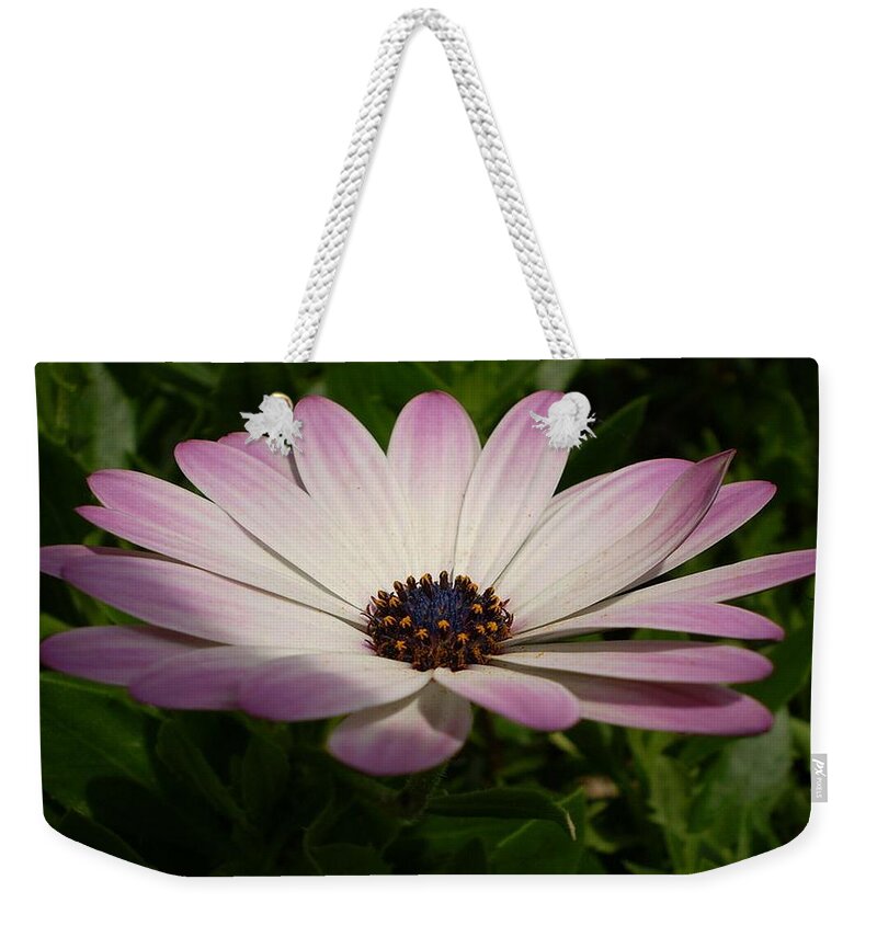 Birthday Weekender Tote Bag featuring the photograph Osteospermum Whiter Shade of Pale by Taiche Acrylic Art