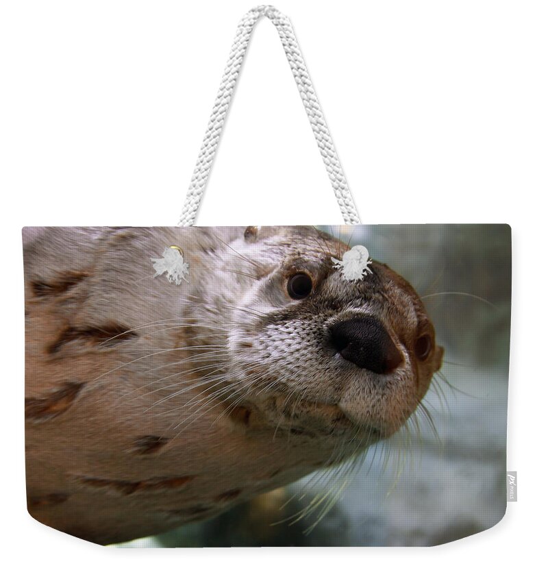 Otter Weekender Tote Bag featuring the photograph Otter Be Lookin' at You Kid by John Haldane
