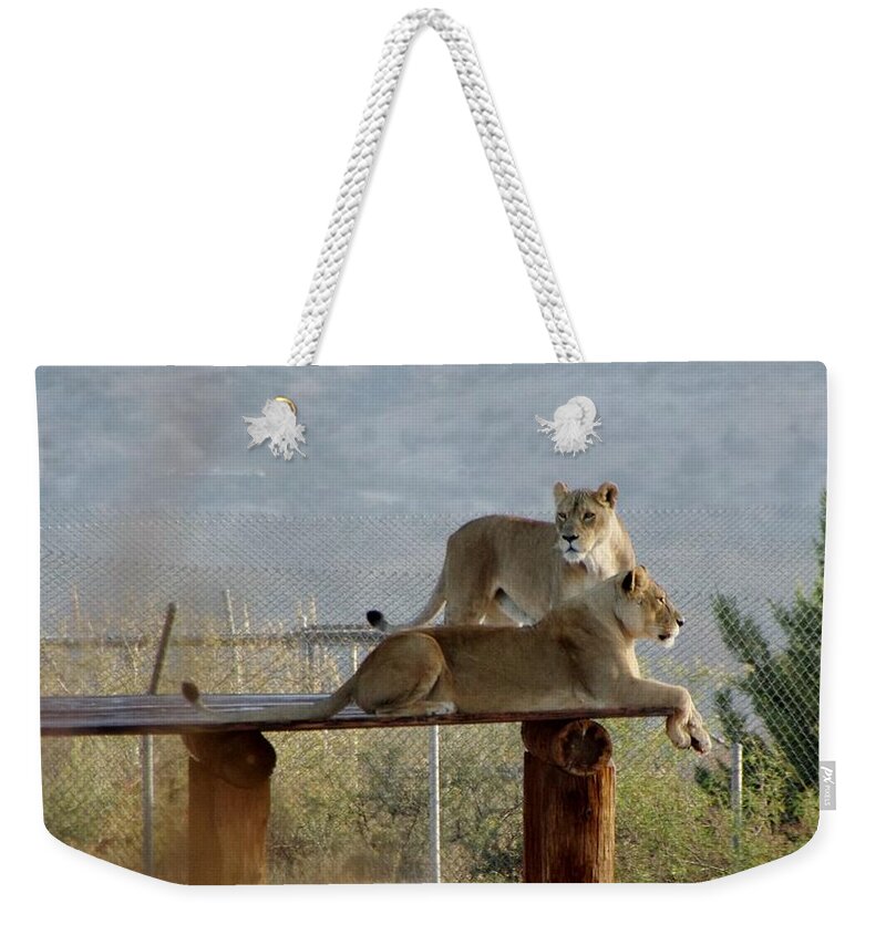 Out Of Africa Weekender Tote Bag featuring the photograph Out of Africa Lions by Phyllis Spoor