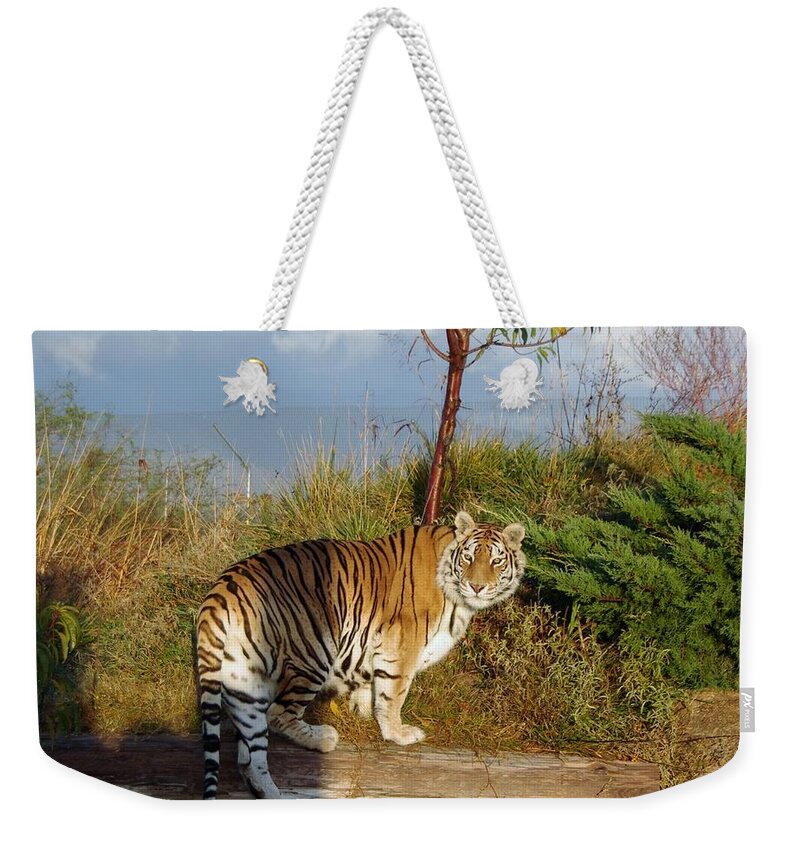 Africa Weekender Tote Bag featuring the photograph Out of Africa Tiger 1 by Phyllis Spoor