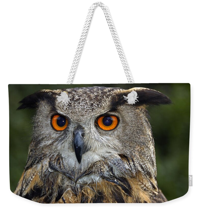 Owl Weekender Tote Bag featuring the photograph Owl Bubo bubo portrait by Matthias Hauser