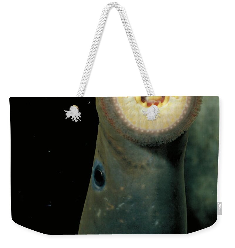 Animal Weekender Tote Bag featuring the photograph Pacific Lamprey by Rondi Church