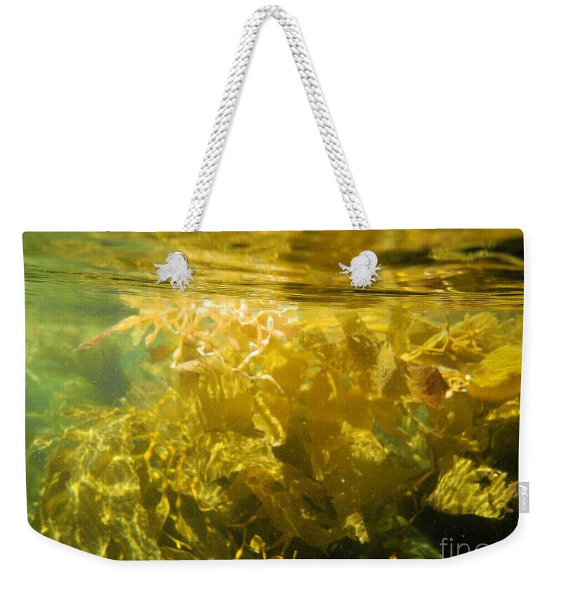 Channel Islands National Park Weekender Tote Bag featuring the photograph Pacific Ocean Kelp by Adam Jewell