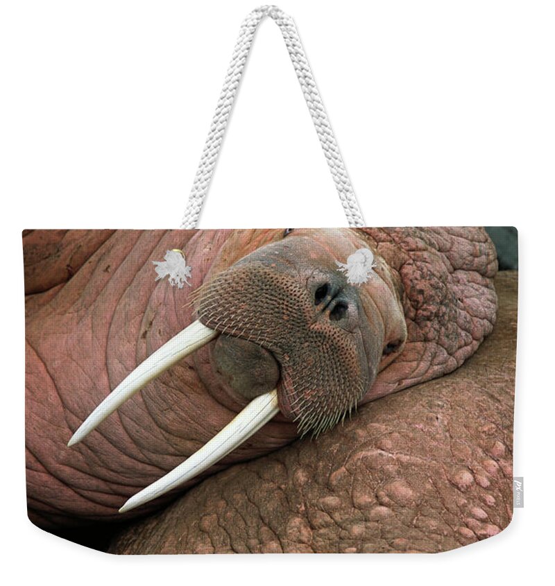 00344073 Weekender Tote Bag featuring the photograph Bull Walrus on Round Island by Yva Momatiuk and John Eastcott