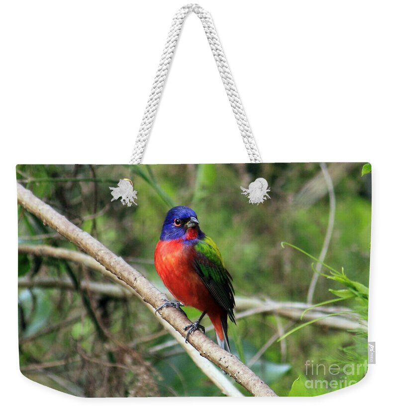 Painted Bunting Weekender Tote Bag featuring the photograph Painted Bunting Photo by Meg Rousher
