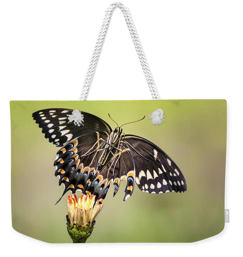 Butterfly Weekender Tote Bag featuring the photograph Palamedes Swallowtail Butterfly Belly by Jo Ann Tomaselli