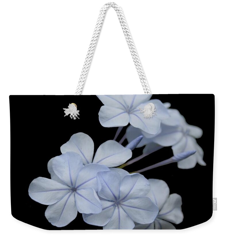 Plumbago Weekender Tote Bag featuring the photograph Pale Blue Plumbago Isolated on Black Background by Taiche Acrylic Art
