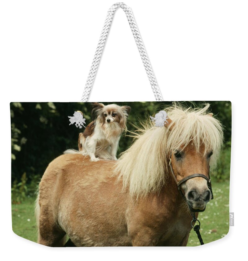 Horse Weekender Tote Bag featuring the photograph Papillon Riding Shetland Pony by John Daniels