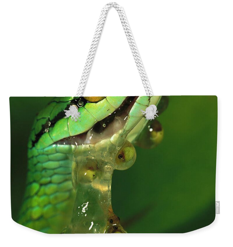 00760055 Weekender Tote Bag featuring the photograph Parrot Snake Eating Frog Eggs by Christian Ziegler