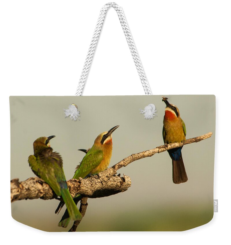 Africa Weekender Tote Bag featuring the photograph Pass the bee by Alistair Lyne