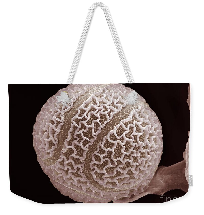 Botany Weekender Tote Bag featuring the photograph Passion Flower Pollen Grain, Colored Sem by Spl