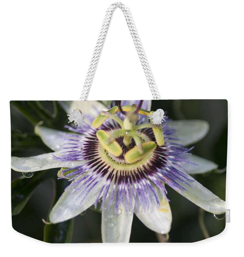 Photo Weekender Tote Bag featuring the photograph Passionflower by Richard Thomas