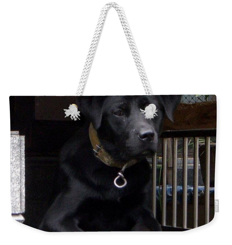 Dog Weekender Tote Bag featuring the photograph Patience by Barbie Corbett-Newmin
