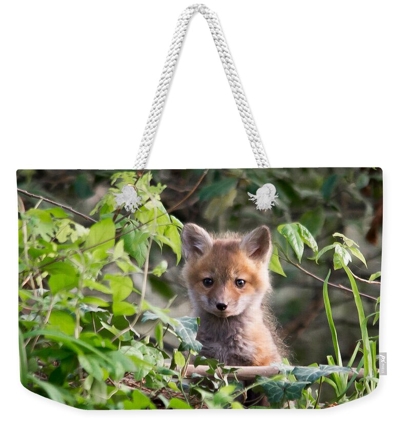 Wildlife Weekender Tote Bag featuring the photograph Peek-a-Boo by Stacy Abbott