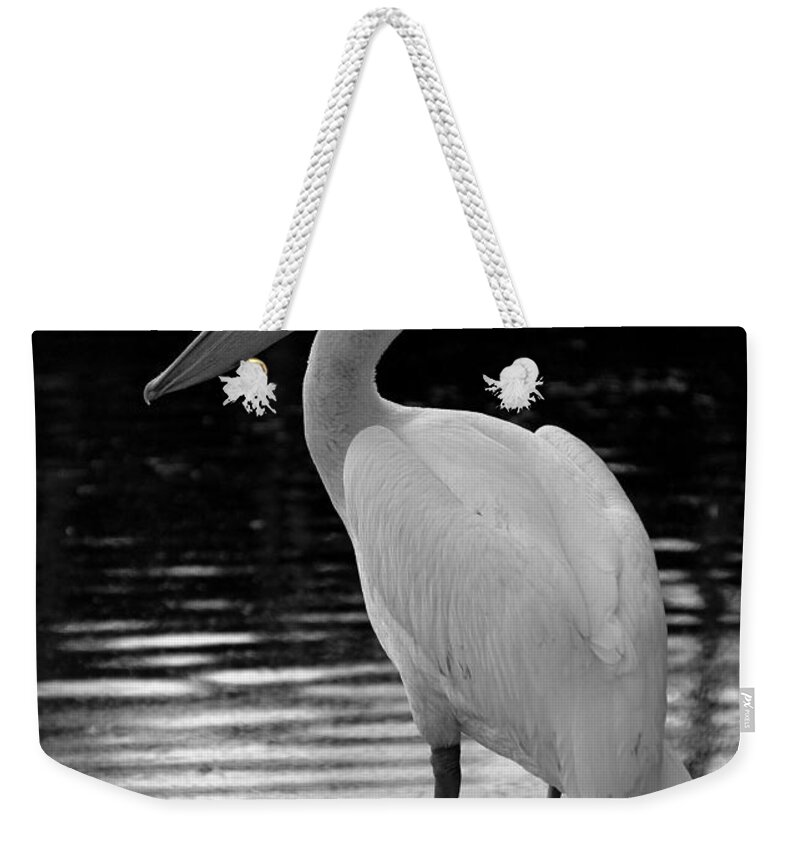 White Pelicans Weekender Tote Bag featuring the photograph Pelican in the Dark by Laurie Perry