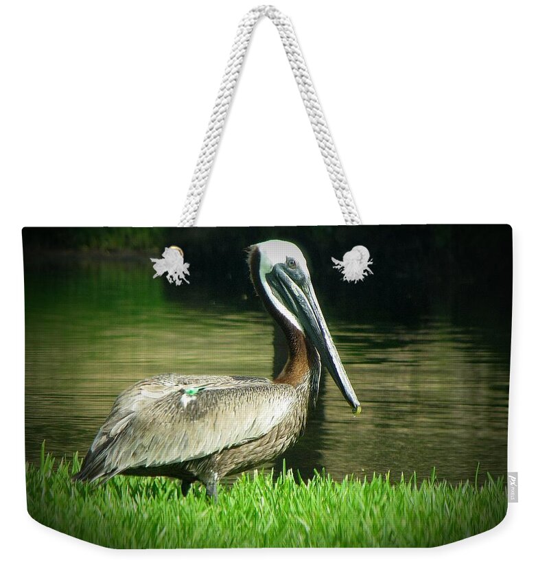 Pelican Weekender Tote Bag featuring the photograph Pelicans are Free by MTBobbins Photography