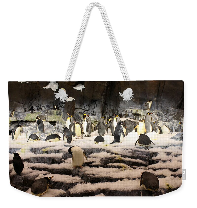 Seaworld Weekender Tote Bag featuring the photograph Penguin Central by David Nicholls