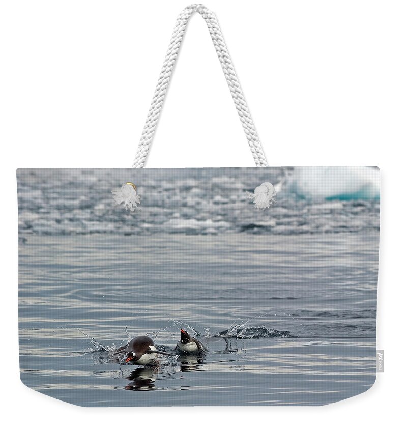 Iceberg Weekender Tote Bag featuring the photograph Penguins In The Water by Jim Julien / Design Pics
