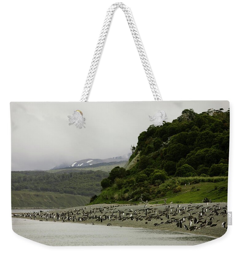 Argentina Weekender Tote Bag featuring the photograph Penguins Relax On A Beach by Ryan Donnell
