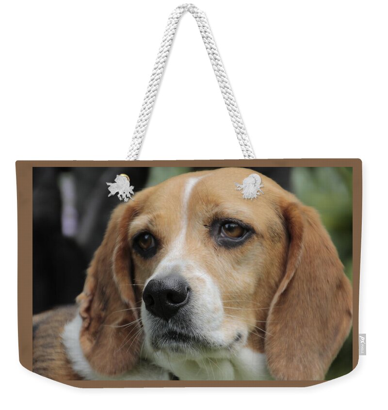 Beagle Weekender Tote Bag featuring the photograph The Beagle named Penny by Valerie Collins