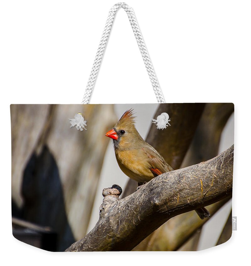Cardinal Weekender Tote Bag featuring the photograph Perched by David Downs
