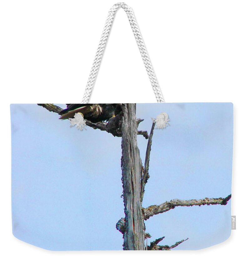 Eagle Weekender Tote Bag featuring the photograph Perched Eagle by Vivian Martin