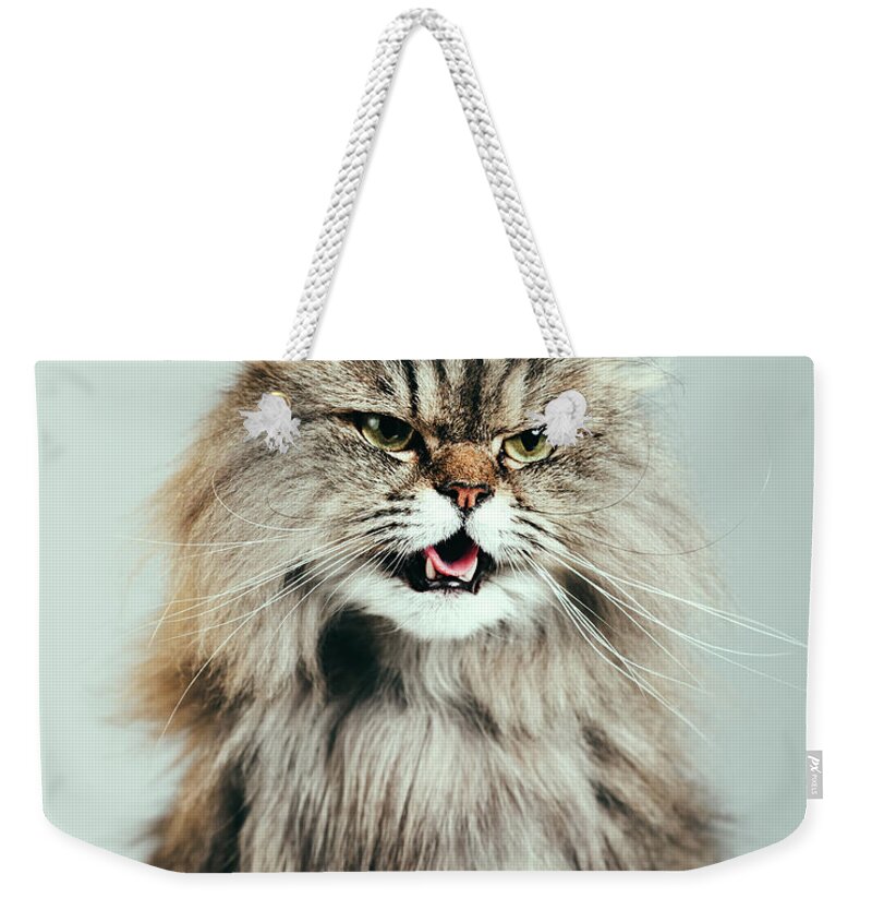 Purebred Cat Weekender Tote Bag featuring the photograph Persian Cat Portrait by Sensorspot
