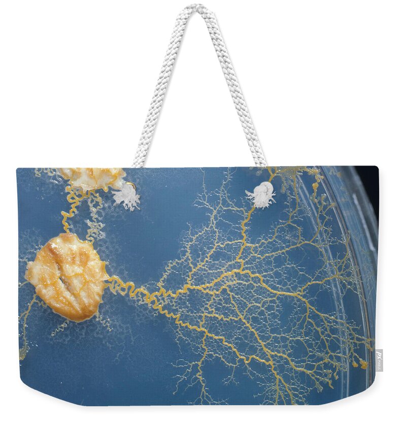 Fruit Body Weekender Tote Bag featuring the photograph Physarum Polycephalum by Ray Simons