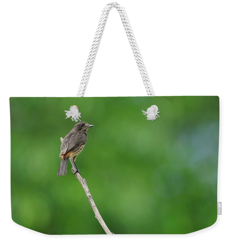 Animal Themes Weekender Tote Bag featuring the photograph Pied Bushchat by Poorna Kedar
