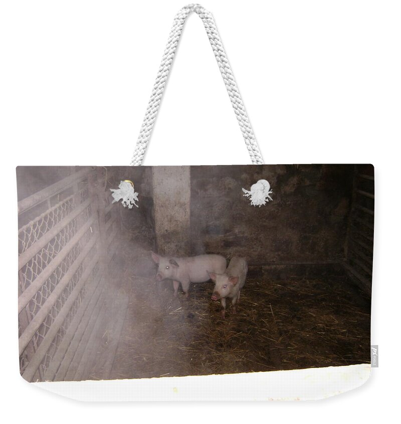 Pigs Weekender Tote Bag featuring the photograph Piggies by Moshe Harboun