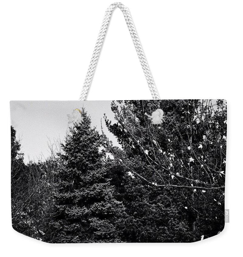 Trees Weekender Tote Bag featuring the photograph Pine And Leaves - Monochrome by Frank J Casella
