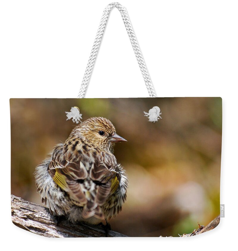 Bird Weekender Tote Bag featuring the photograph Pine Siskin Bird by Christina Rollo