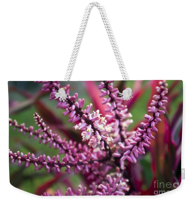 Tiny Flowers Weekender Tote Bag featuring the photograph Pink and Cream Cluster Bloom by Kerryn Madsen-Pietsch