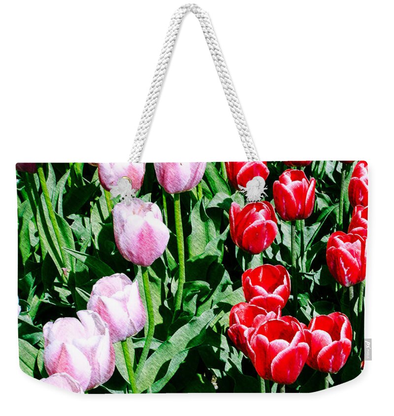 Red Tulips Weekender Tote Bag featuring the photograph Pink and Red Tulips by Crystal Wightman