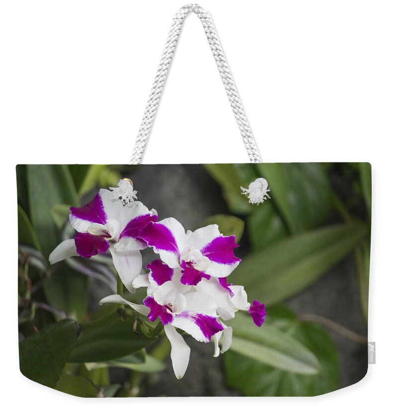 Pink And White Flower Weekender Tote Bag featuring the photograph Pink and White Bloom by Becca Buecher