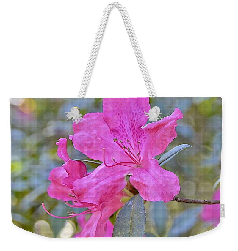 Azalea Weekender Tote Bag featuring the photograph Pink Azalea by Carol Bradley