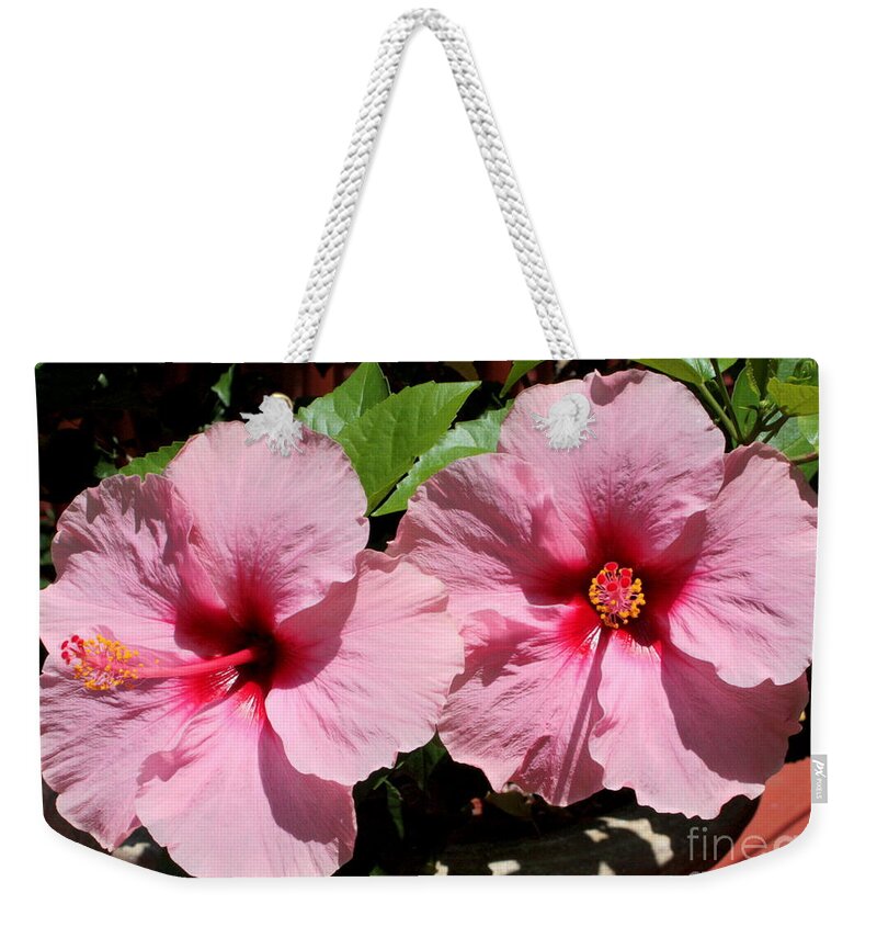 Hibiscus Weekender Tote Bag featuring the photograph Pink Hibiscus Blooms by Carol Groenen