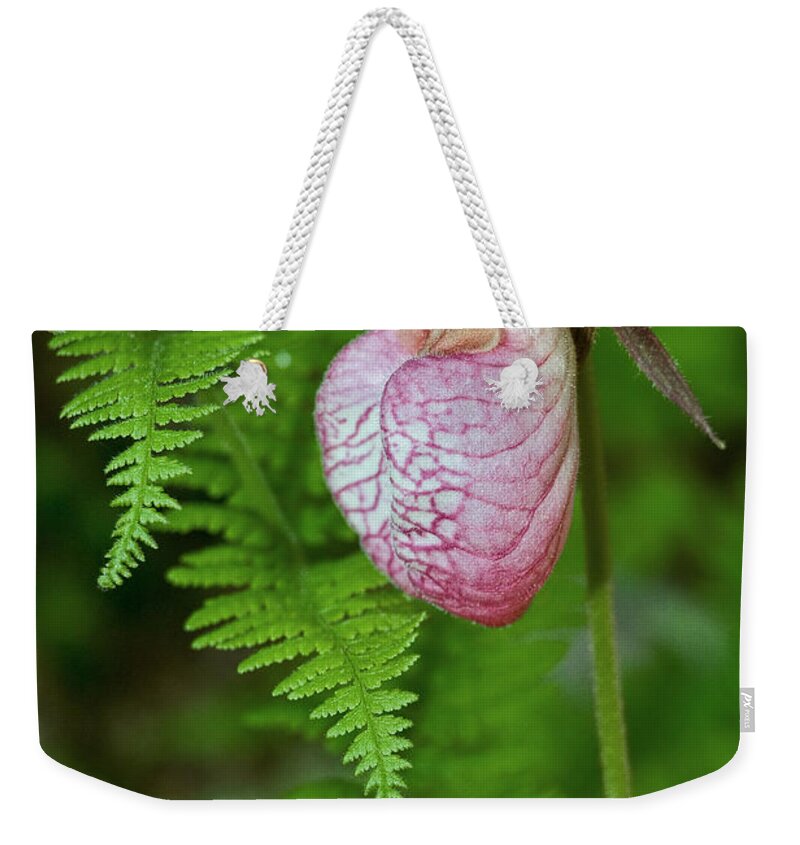 Pink Lady Slipper Weekender Tote Bag featuring the photograph Pink Lady Slipper by Dale Kincaid