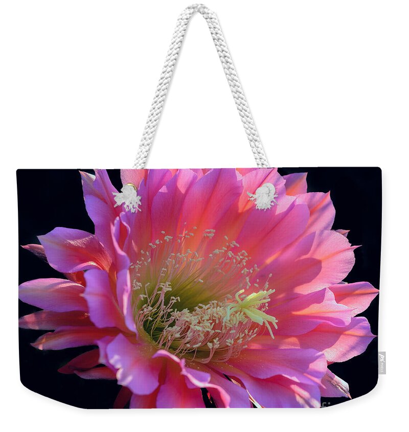 Pink Cactus Flower Weekender Tote Bag featuring the photograph Pink Night Blooming Cactus Flower by Tamara Becker