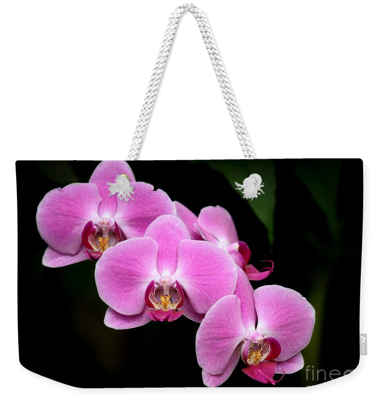 Amazing Weekender Tote Bag featuring the photograph Pink Orchids in a Row by Sabrina L Ryan