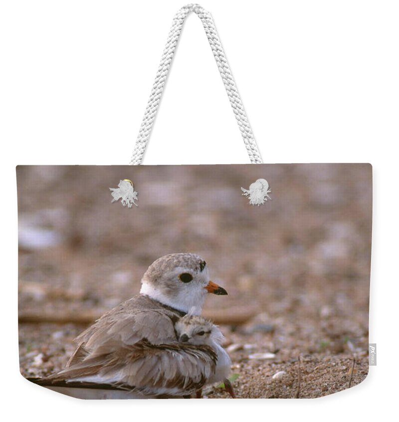 Piping Plover Weekender Tote Bag featuring the photograph Piping Plover With Chick by Paul J. Fusco